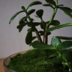 Tegla sa tvojom omiljenom biljkom