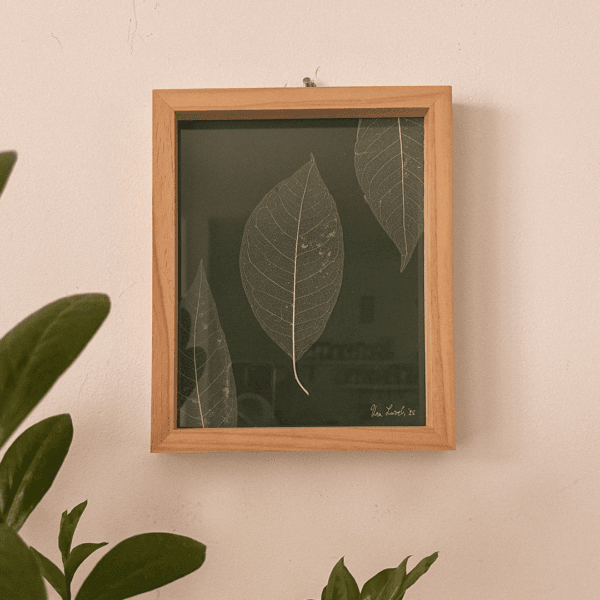 Magnolia leaves (20x25cm)
