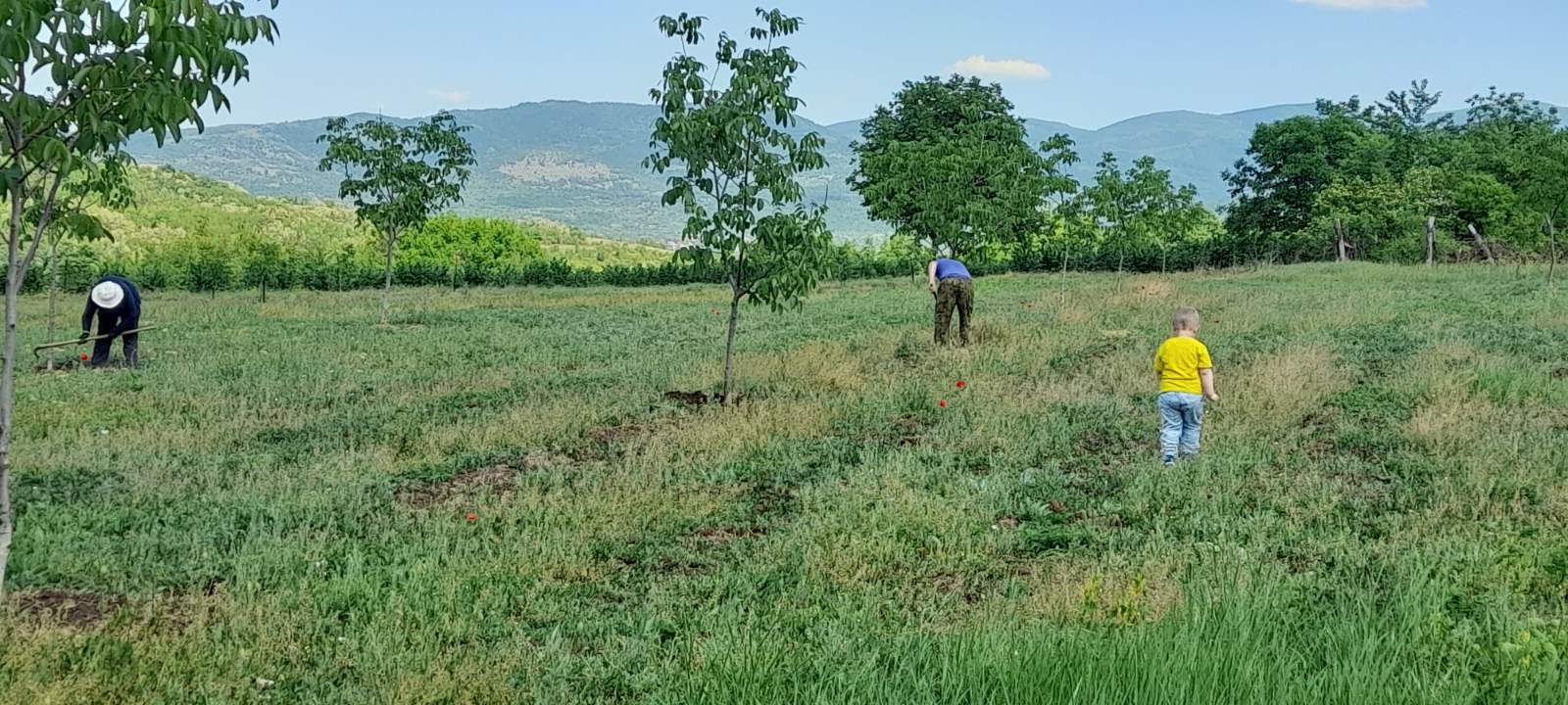 PG ZIVANOVIC BST
